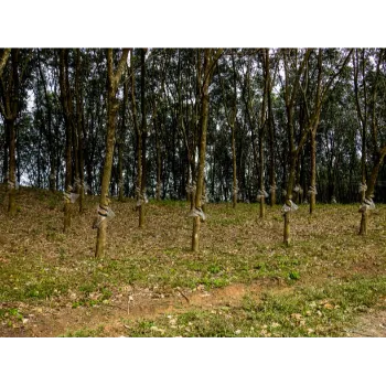 Sandalwood Plants
